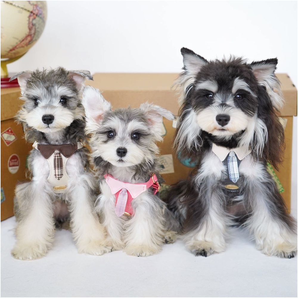 【Puppytie 官方正品】專業背心式胸背帶牽引組｜中小型犬戶外專用機能裝備 - 吉安寵物用品