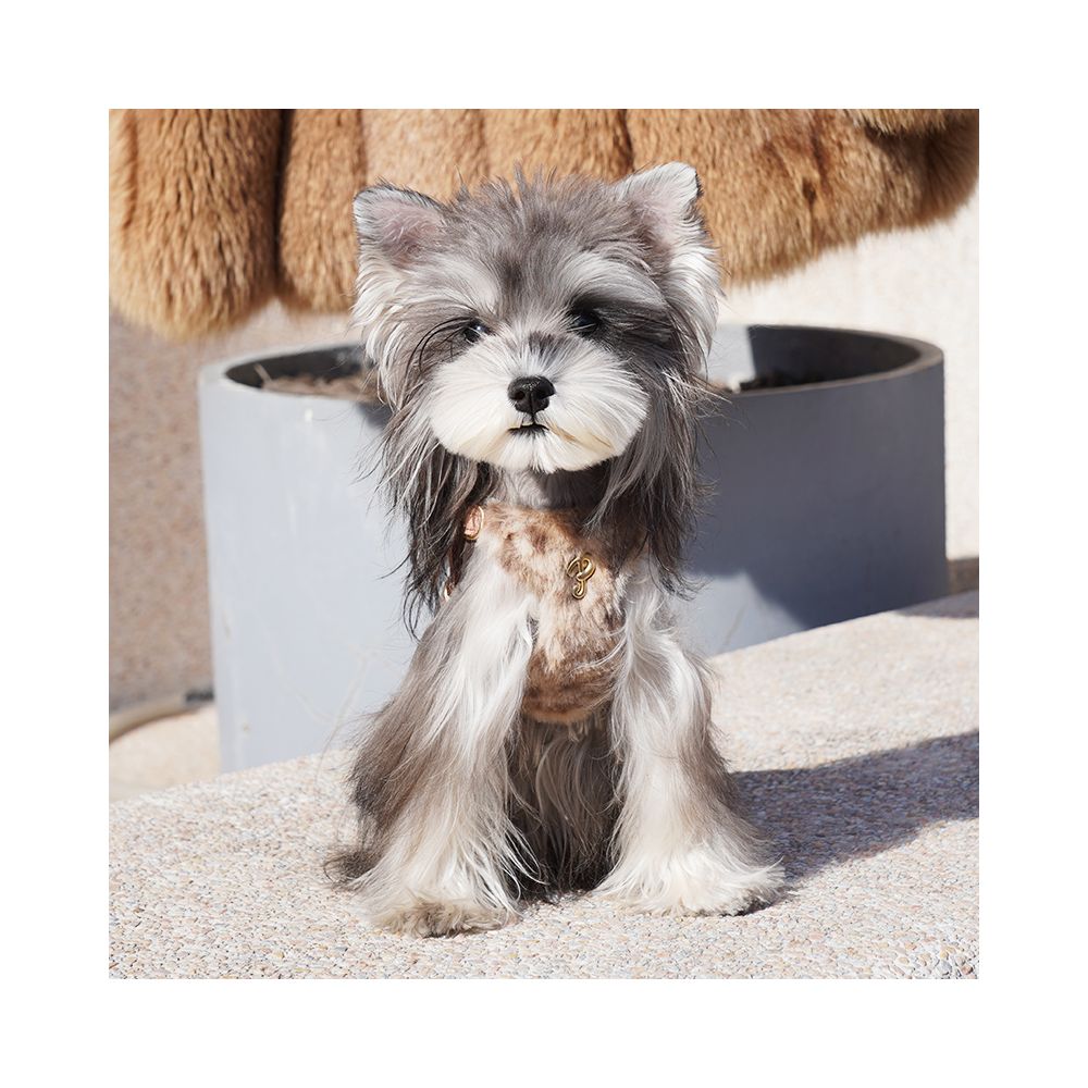 【Puppytie 官方正品】法式時髦豹紋胸背帶｜雪納瑞/泰迪小型犬專用牽引組 - 吉安寵物用品